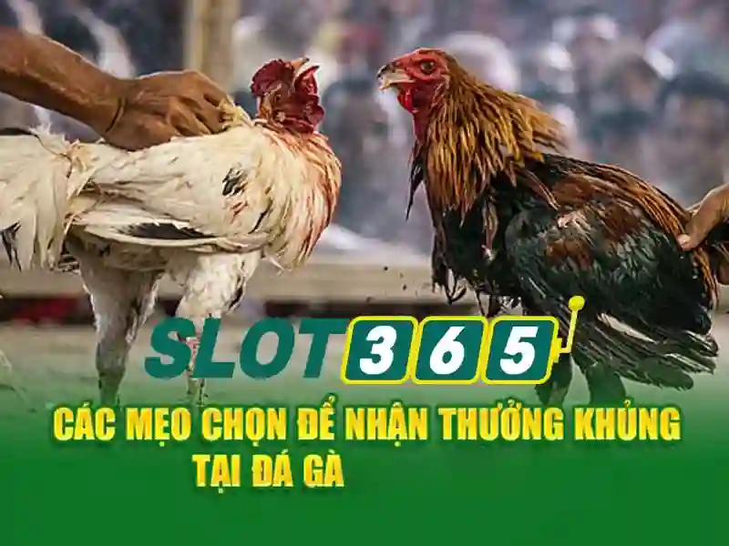 Slot365: Trải nghiệm cược trực tuyến đỉnh cao