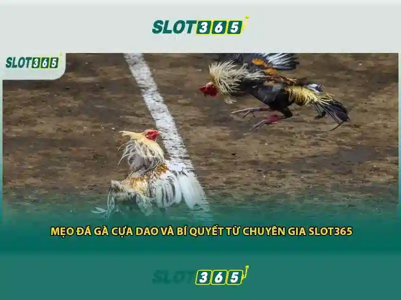 slot365 login link - Đường dẫn đăng nhập an toàn