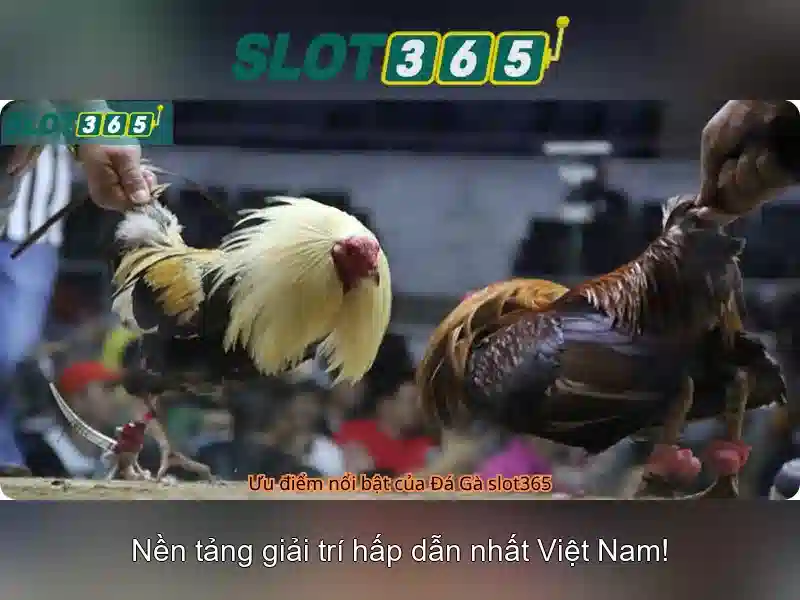 Slot365: Sàn trò chơi và trải nghiệm người chơi